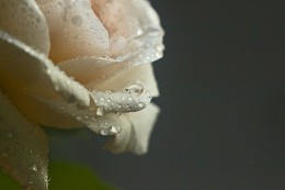 fallen / ...