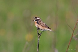 Braunkehlchen / ***