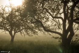 Am Morgen, ein Apfelgarten / ***