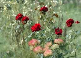 Die letzte, im Herbst .. / ...