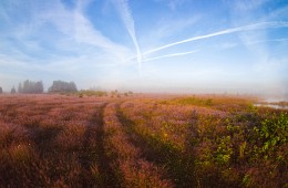 Sommermorgen / ***