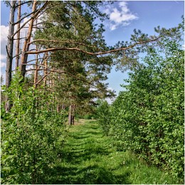 Der Grüne Weg / ***