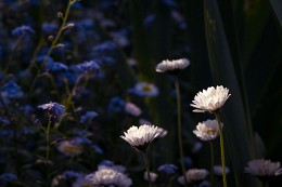 Auf Zustrich Sun / ***