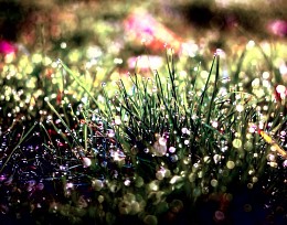 regen / ***