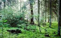 Morgen in den Wald / ...