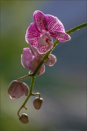 Orchidee / ***