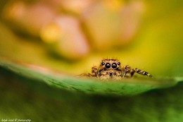Verstecken spielen / 18-55