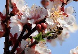 Frühling Apricot / ***