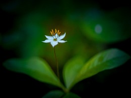 Taschenlampe in den Wald ... / ***