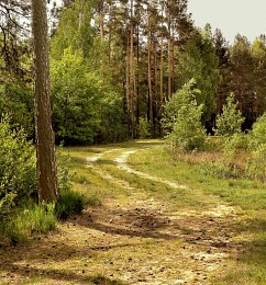 Forststraße / ***