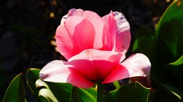 Frühling ist eine gute Zeit- / ***