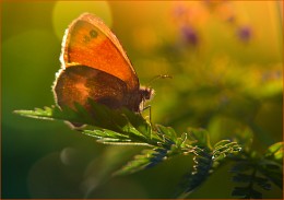 In der Sonne / ***