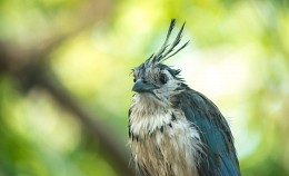 ...say Hello Urraca / White-throated Magpie Jay
Calocitta Formosa