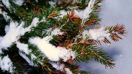 Neujahr. / ***
