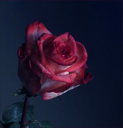 Diese verschiedenen Rosen / ***
