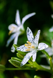Ornithogalum / ***