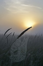 Spinnennetz / ***