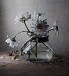 Gänseblümchen / ***