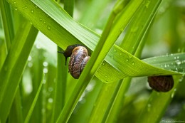 Um von der regen verstecken / ........