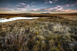 Primeln. Chukotka / ***