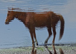 Spiegelung / ***