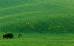 Green velvet / ***