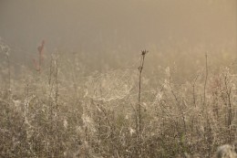 Netzwerk für den Nebel ... / ***