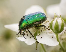 Wenn die Blüten Brombeere / -------