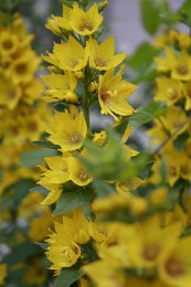 Deep Yellow and … / ...