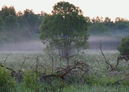 fünf Uhr morgens / ***