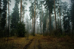 Misty forest / ***