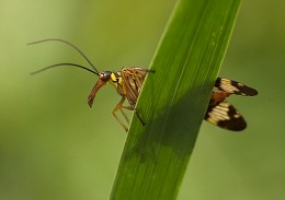 Skorpion / --------