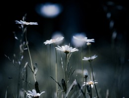 Nachtleben / ***