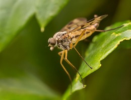 Fliegenschnepfenfliegen / -------