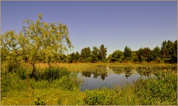 am Nachmittag am Teich mit Seerosen / ***