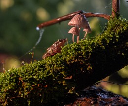 Portrait mit Pilzen / ***