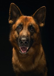  / my dog