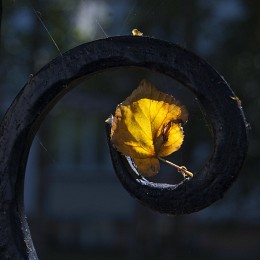 Zeichen des Herbstes / ***
