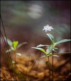 Forest Fairy Tale / ***