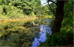 Teich / ***