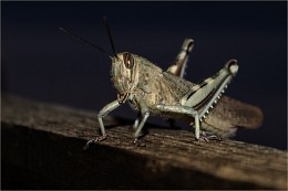 Guest Nacht / ***