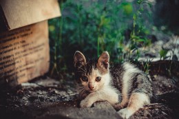 .kitten / ......