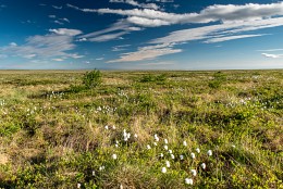 Endlose Tundra / ***
