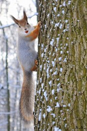 Tiere / ***