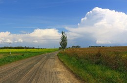 Pappel an der Straße ... / ***
