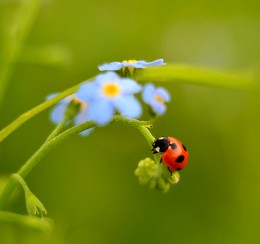 Marienkäfer auf Blumen / ***