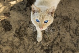 Eine Hauskatze / ***