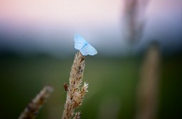 Warten auf die Nacht. / ***