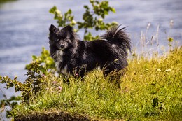 Der Hund namens Hans / ***