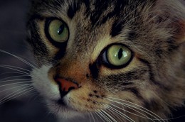Katze / 26.07.15